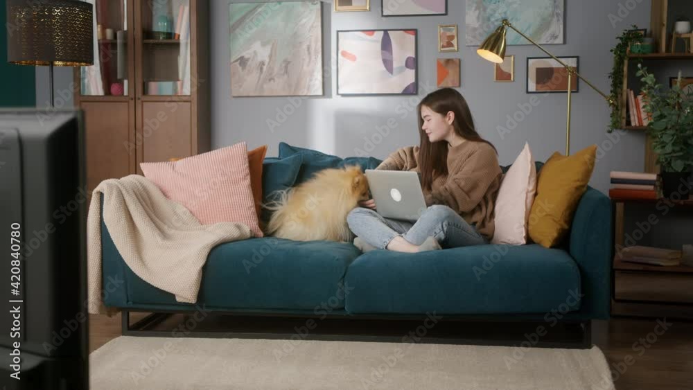 Woman is sitting on the sofa, working on laptop. Student is doing homework, online video lesson. Female is playing with pomeranian dog. Happy freelancer smiling. Woman is sitting on the sofa, working on laptop. Student is doing homework, online video lesson. Female is playing with pomeranian dog. Happy freelancer smiling.