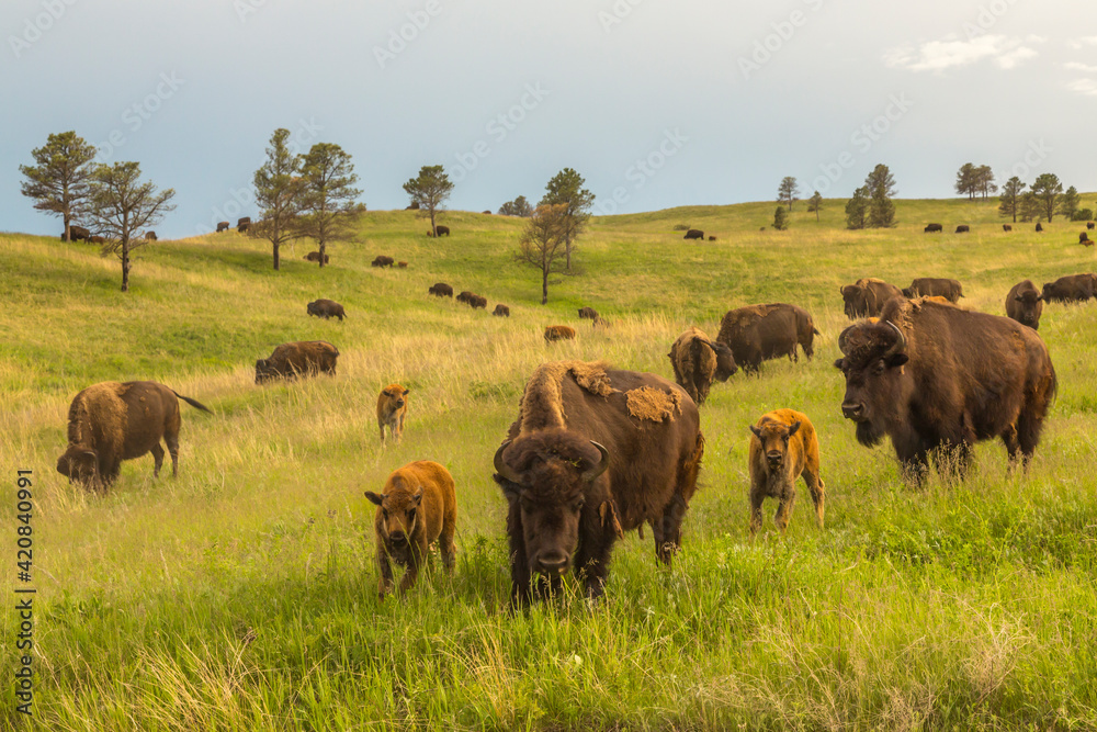 USA, South Dakota, Custer State Park. Bison parents and calves in meadow. USA, South Dakota, Custer State Park. Bison parents and calves in meadow.