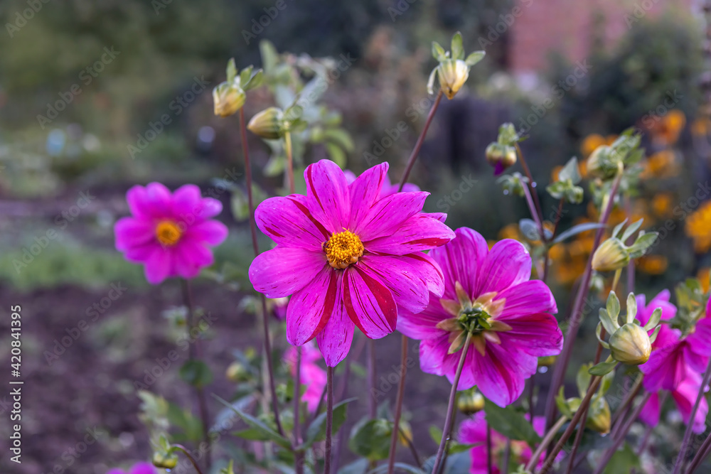 annual lilac dahlias bloom in the park annual lilac dahlias bloom in the park