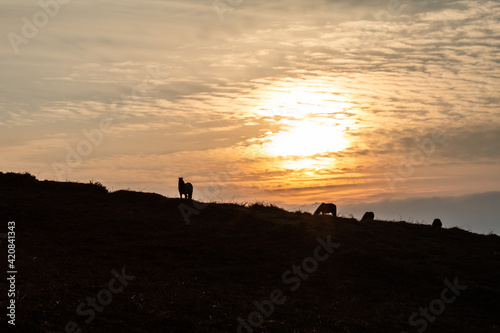 Two horses graze in the hills at sunset.