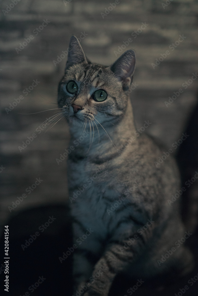 Obraz premium cat on the wall