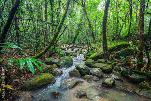 Stream in the woods