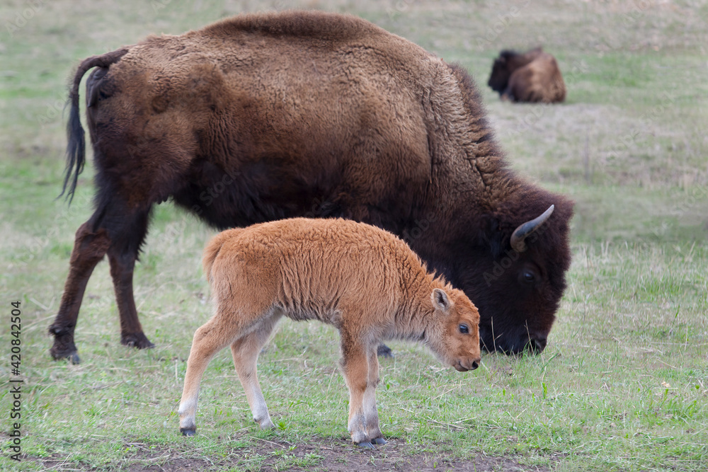 South Dakota, Custer State Park, Bison mother and calf, Bison bison South Dakota, Custer State Park, Bison mother and calf, Bison bison