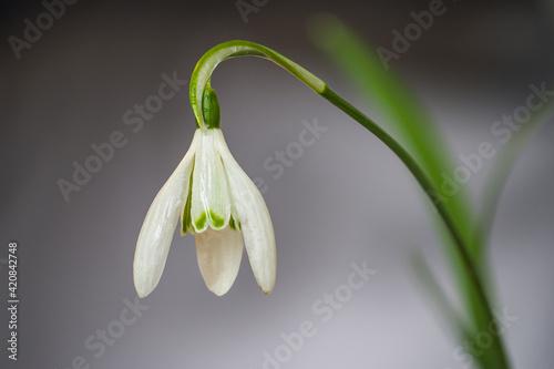 Schneeglöckchen - Galanthus 