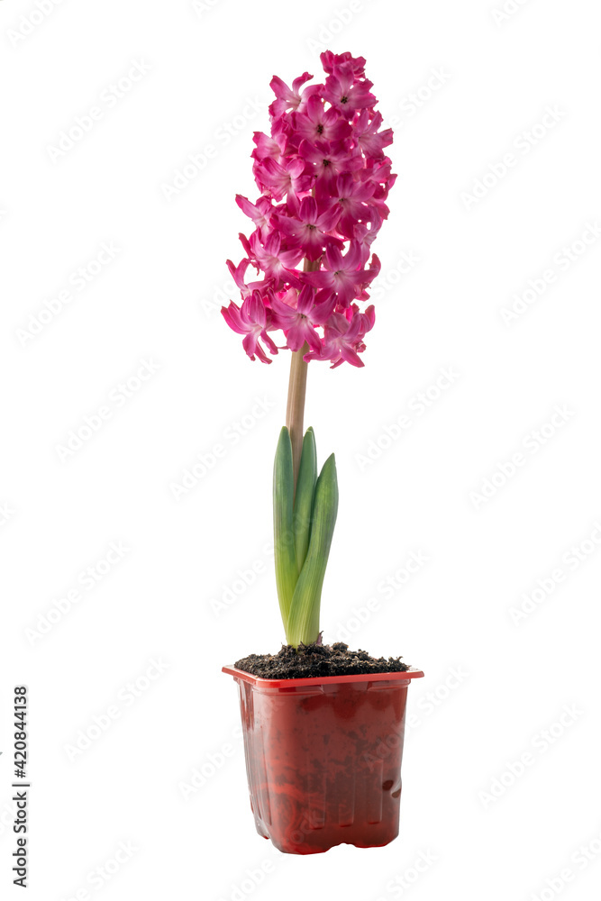 red flowering hyacinth in a pot isolated on a white background red flowering hyacinth in a pot isolated on a white background