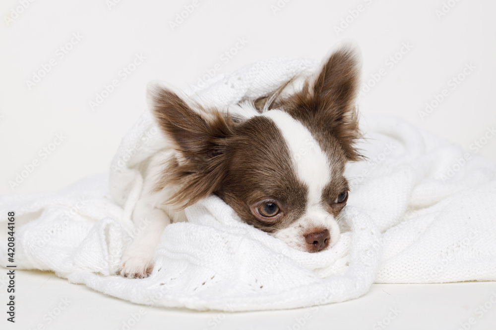 Portraite of cute puppy chihuahua. Little smiling doglying on plaid on white background. Free space for text.