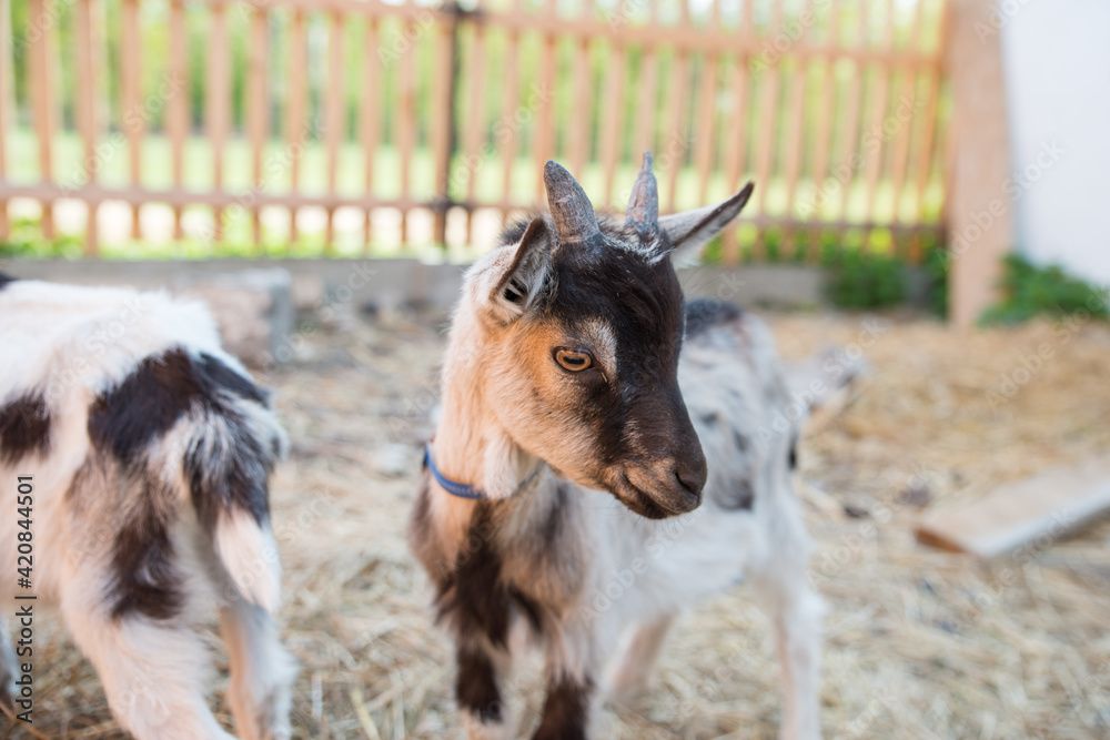 Young white and black goat in the enclosure. Young white and black goat in the enclosure.