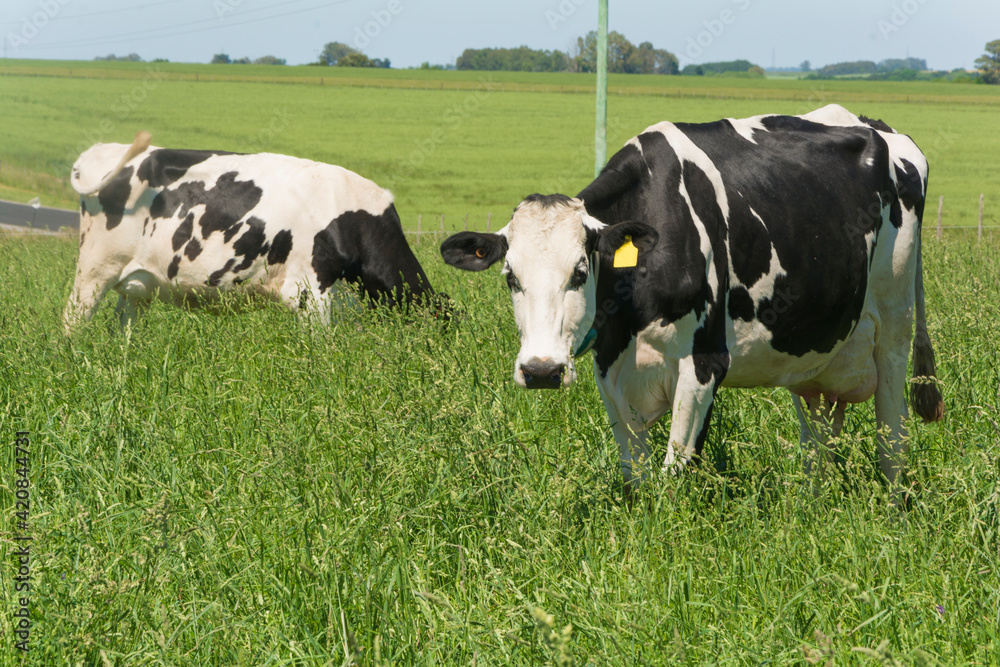 vacas lecheras holando comiendo pastura en chacra productora de leche