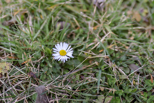 Daisy flower in a meadow on an early spring day. Floral background and nature concept