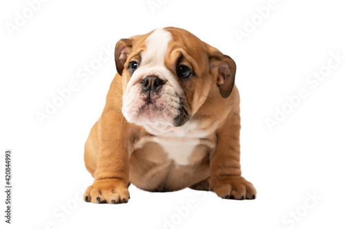 English bulldog puppy isolated on a white background © zorandim75