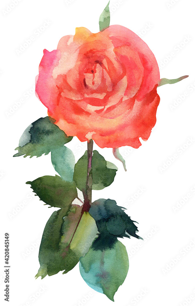 Fototapeta premium Rose branch. Coral color. Watercolor hand drawn illustration. Isolated on white background