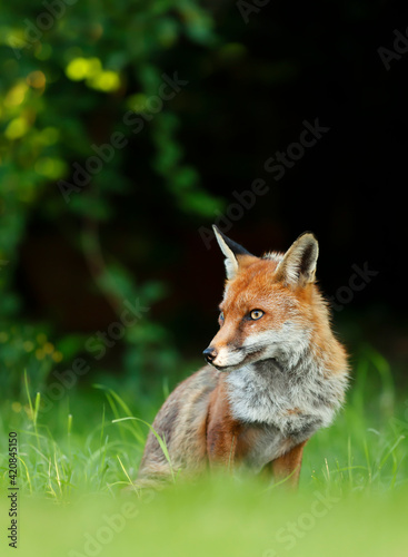 Close up of a Red fox sitting in grass