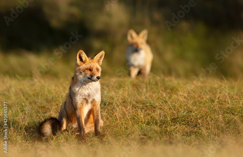Red fox sitting in grass in the golden light