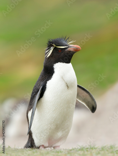 Close up of a Southern rockhopper penguin