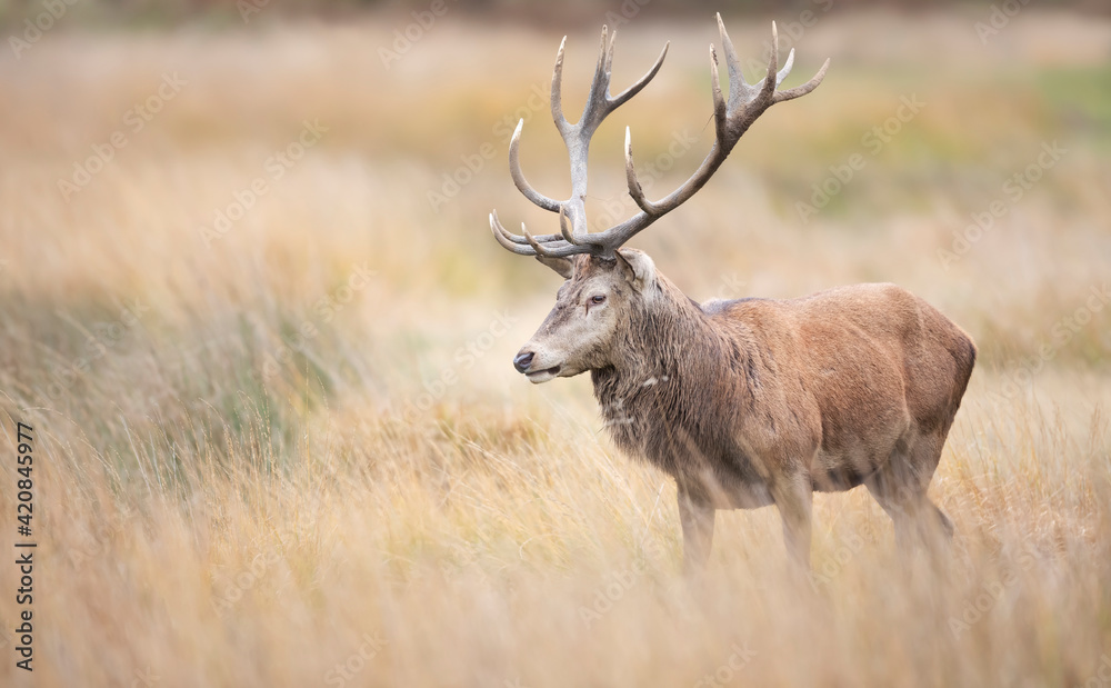 Obraz premium Red deer stag standing in a grass field in autumn