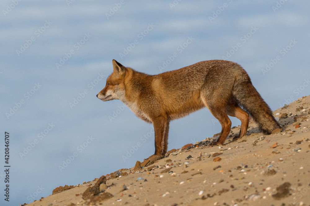 Fototapeta premium A red fox standing on a sand hill, photographed in the dunes of the Netherlands.