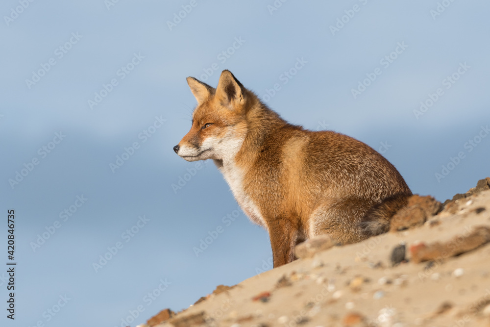 Fototapeta premium Red fox is relaxing on a sand hill, photographed in the dunes of the Netherlands.
