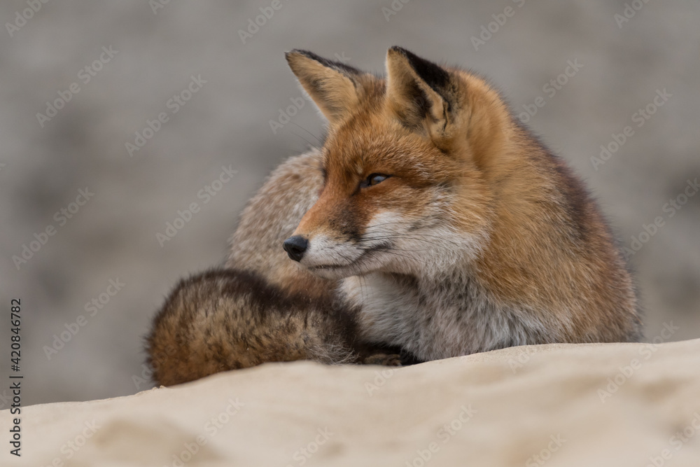 Red fox is relaxing on a sand hill, photographed in the dunes of the Netherlands.