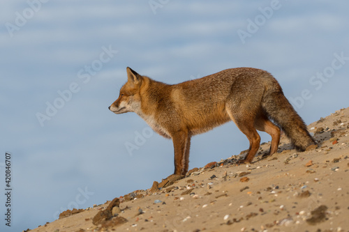 A red fox standing on a sand hill, photographed in the dunes of the Netherlands.
