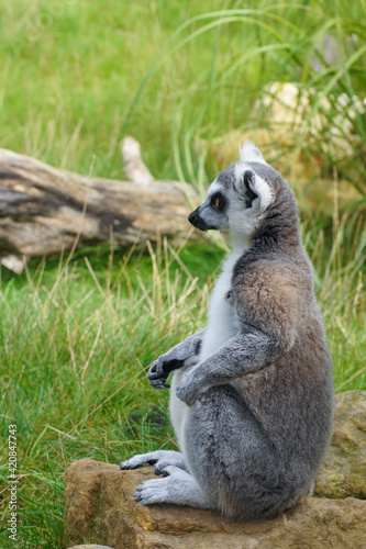 A ring-tailed lemur sitting on the lookout