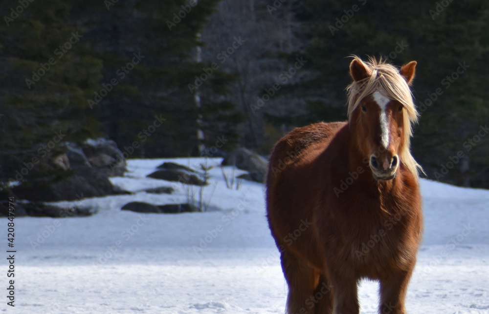 A brown horse in a field in spring, Québec A brown horse in a field in spring, Québec
