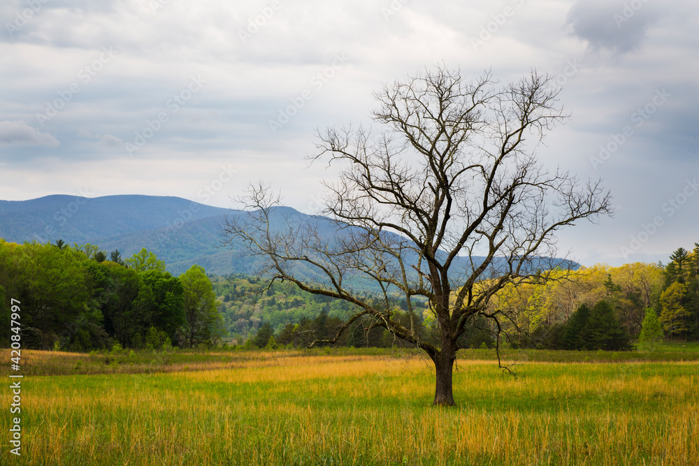 USA, Tennessee. Lone tree in field at Cades Cove. USA, Tennessee. Lone tree in field at Cades Cove.