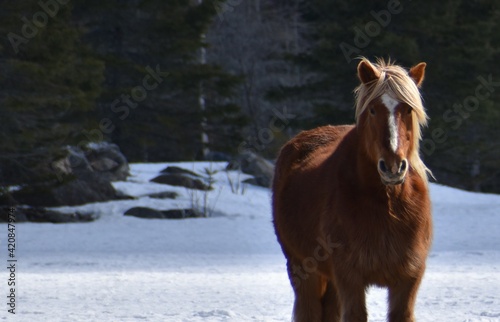 A brown horse in a field in spring, Québec