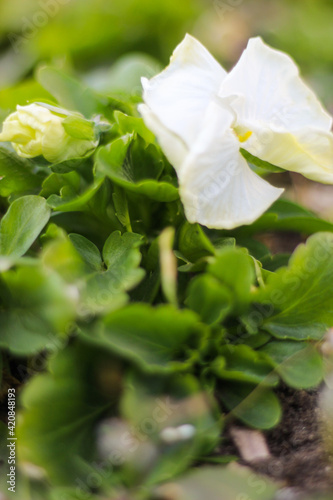 white flowers on the seaside boulevard.