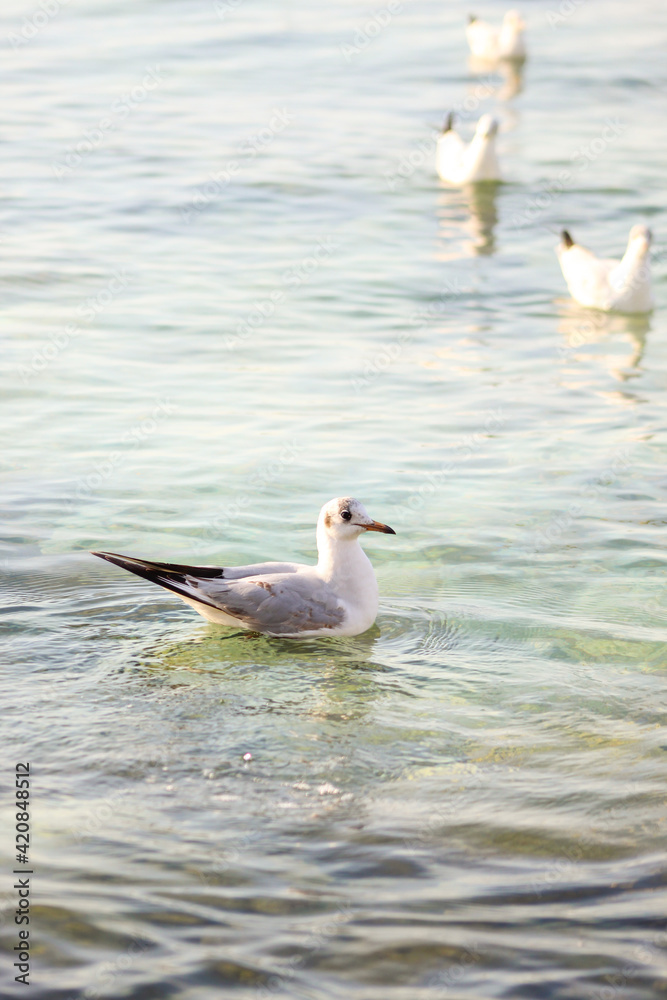 Fototapeta premium seagull in search of food by the spring sea
