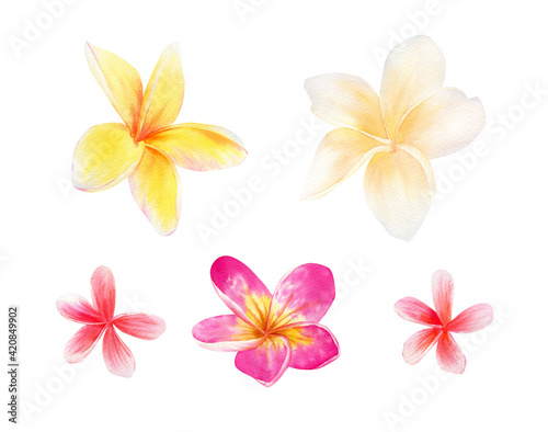 Plumeria flowers set. Watercolor botanical illustration with pink, white and yellow tropical flowers