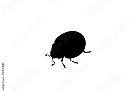 Silhouette Coccinella - Maggiolino