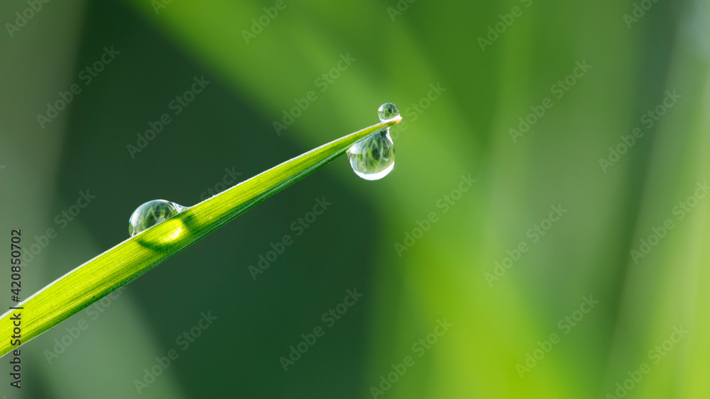 Green grass, dew, and morning sun, background. Green grass, dew, and morning sun, background.