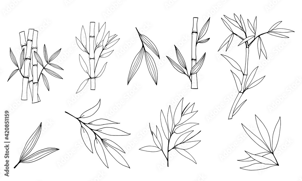 Basil sprigs and leaves/ Hand drawn culinary herbs and spices/ Basil parts  colorful sketch collection/ Vector illustration Stock Vector | Adobe Stock