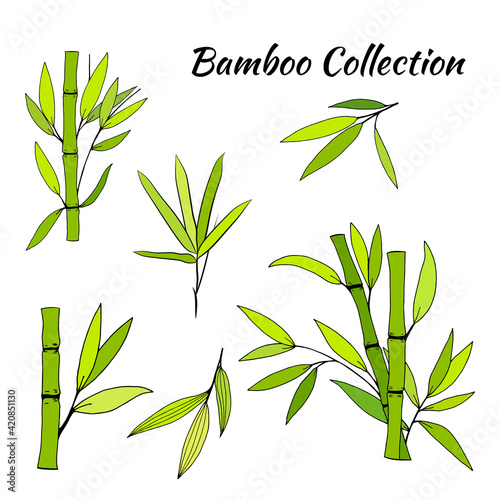 Fototapeta Naklejka Na Ścianę i Meble -  Hand drawn illustration with bamboo stem and leaves. Set of bamboo tree leaves. Hand drawn botanical collection. Drawing of parts of bamboo and sections of branches and leaves on a white background. 