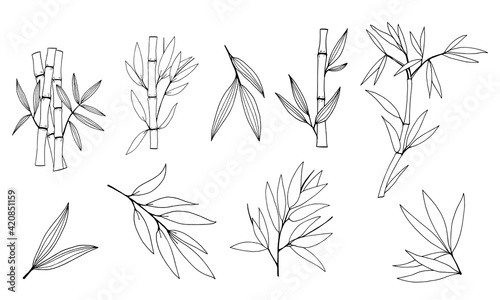 Hand drawn illustration with bamboo stem and leaves. Set of bamboo tree leaves. Hand drawn botanical collection. Drawing of parts of bamboo and sections of branches and leaves on a white background. 