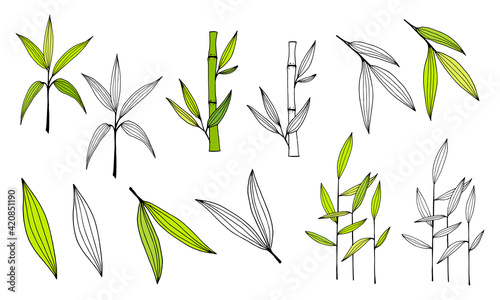 Hand drawn illustration with bamboo stem and leaves. Set of bamboo tree leaves. Hand drawn botanical collection. Drawing of parts of bamboo and sections of branches and leaves on a white background. 
