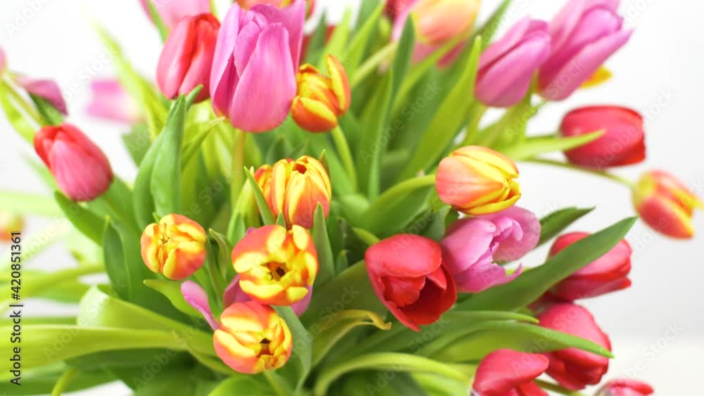 beutiful bouquet of colored tulips beutiful bouquet of colored tulips