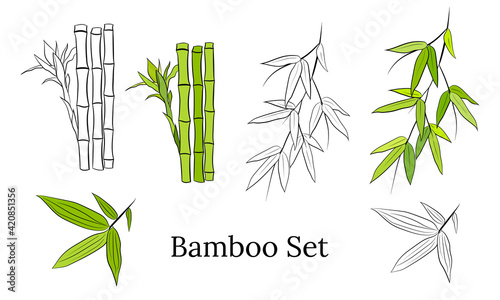 Hand drawn illustration with bamboo stem and leaves. Set of bamboo tree leaves. Hand drawn botanical collection. Drawing of parts of bamboo and sections of branches and leaves on a white background. 