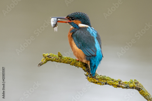 Kingfisher (Alcedo Atthis) European river hunting bird with distinctive blue and orange feathers. Adult female with a fish in her beak perched against a blurred backdrop