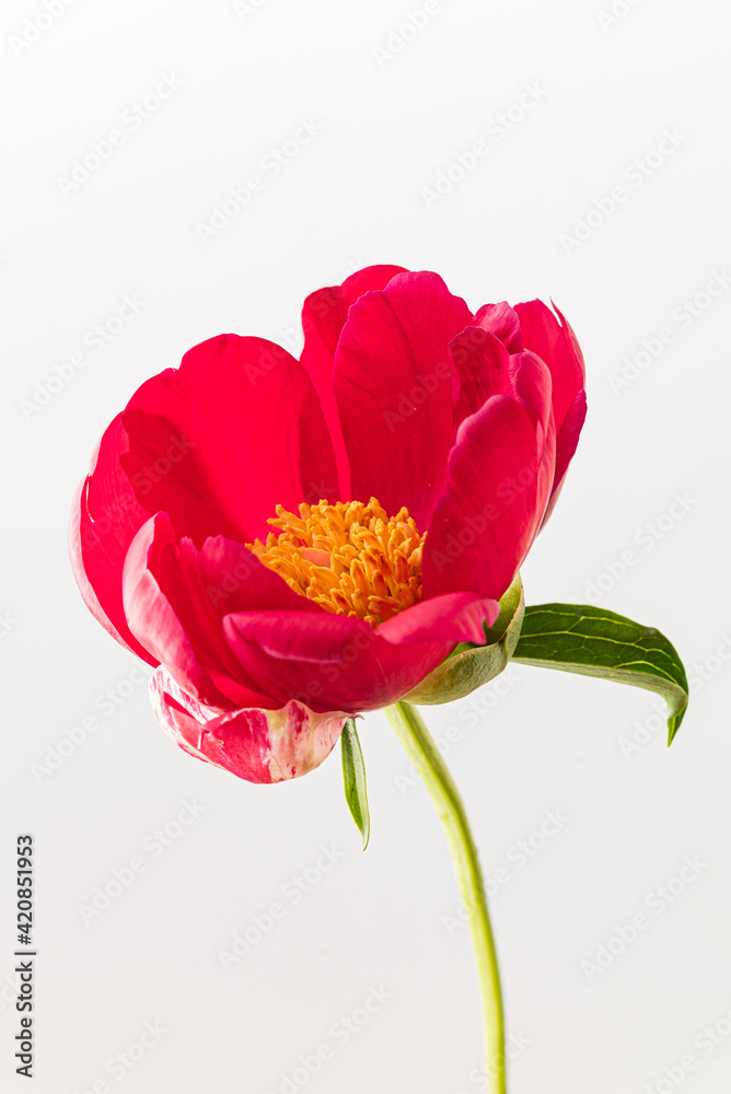 fresh peony flower on the white background fresh peony flower on the white background