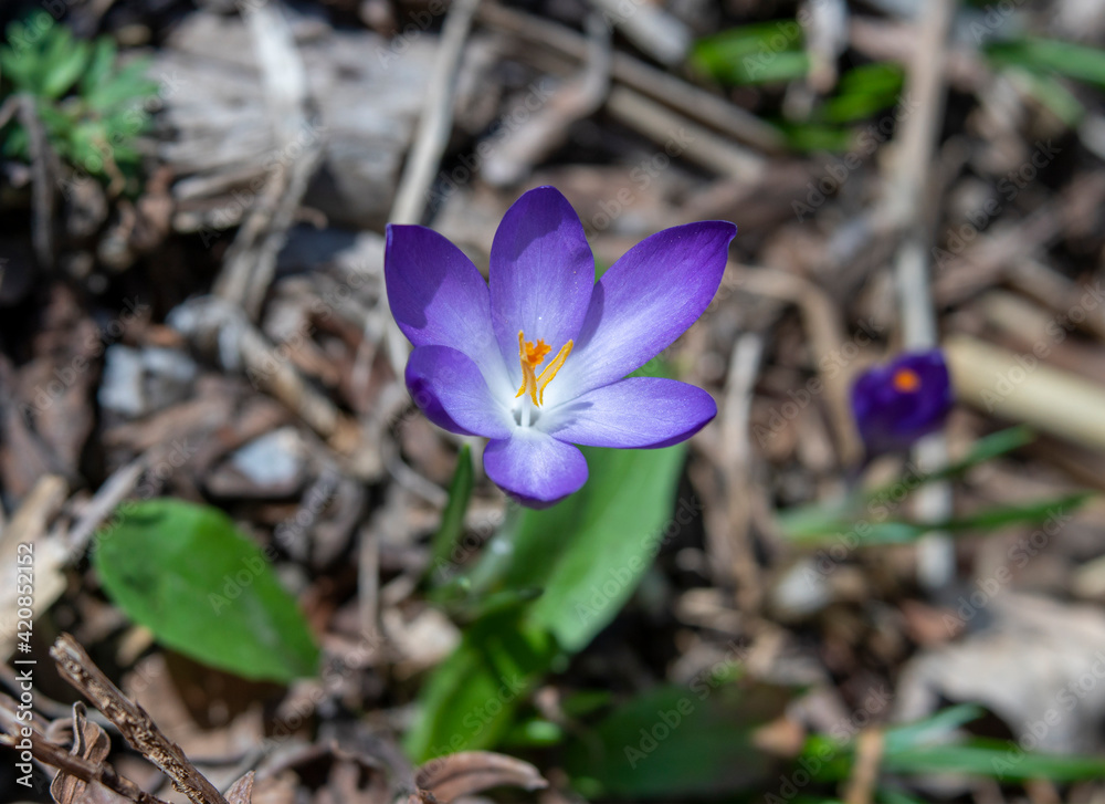 Purple Crocus Flower in Wood Mulch Ground-Cover in Early Spring Purple Crocus Flower in Wood Mulch Ground-Cover in Early Spring