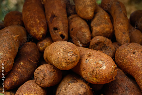 tuber group of cassava plant