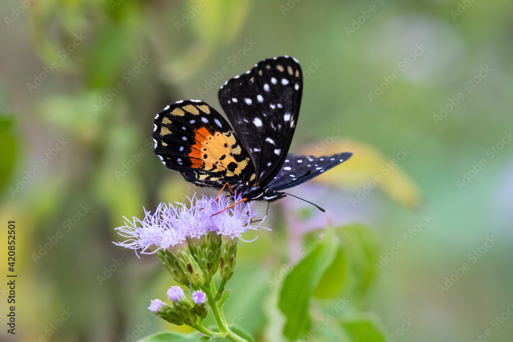 Fototapeta premium Crimson patch feeding.