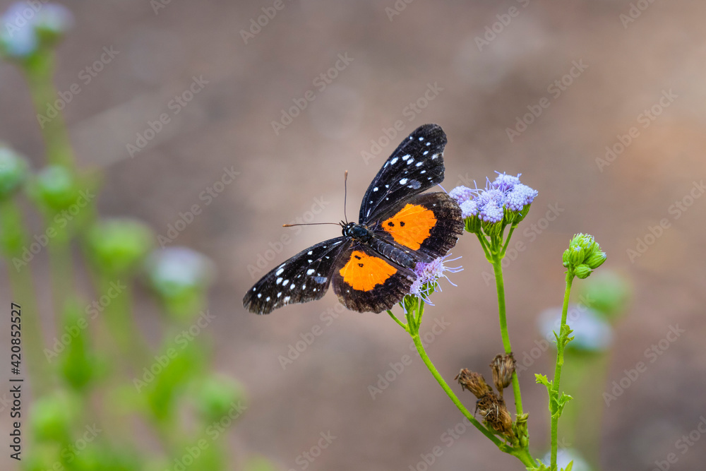 Obraz premium Crimson patch feeding.