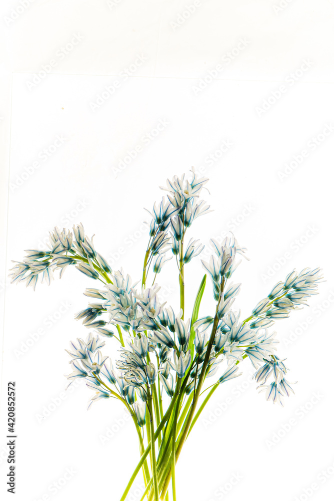 Fototapeta premium flowers on the white background