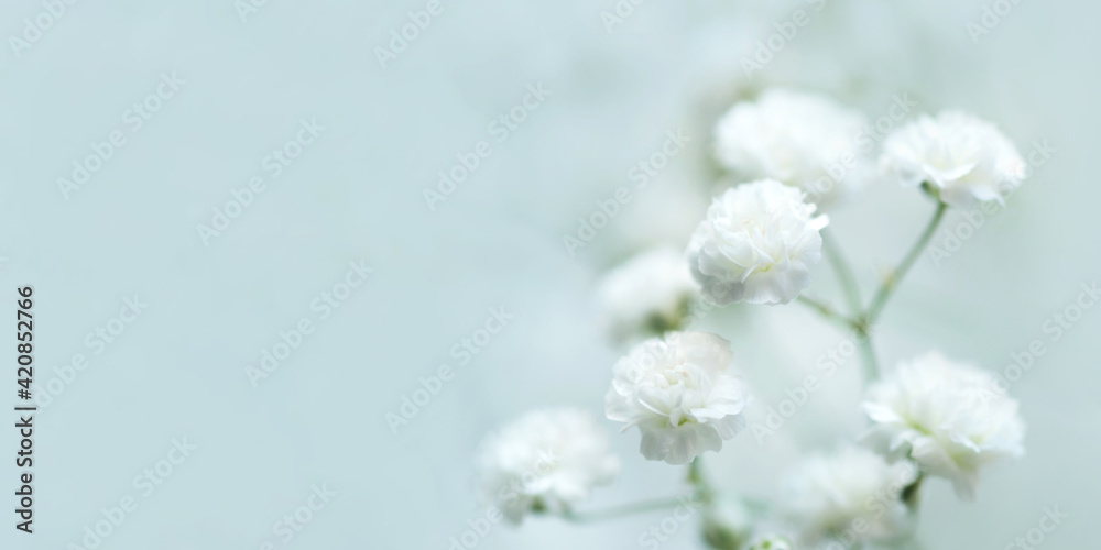 White flowers of the gypsophila. Gentle spring background. Soft focus. White flowers of the gypsophila. Gentle spring background. Soft focus.