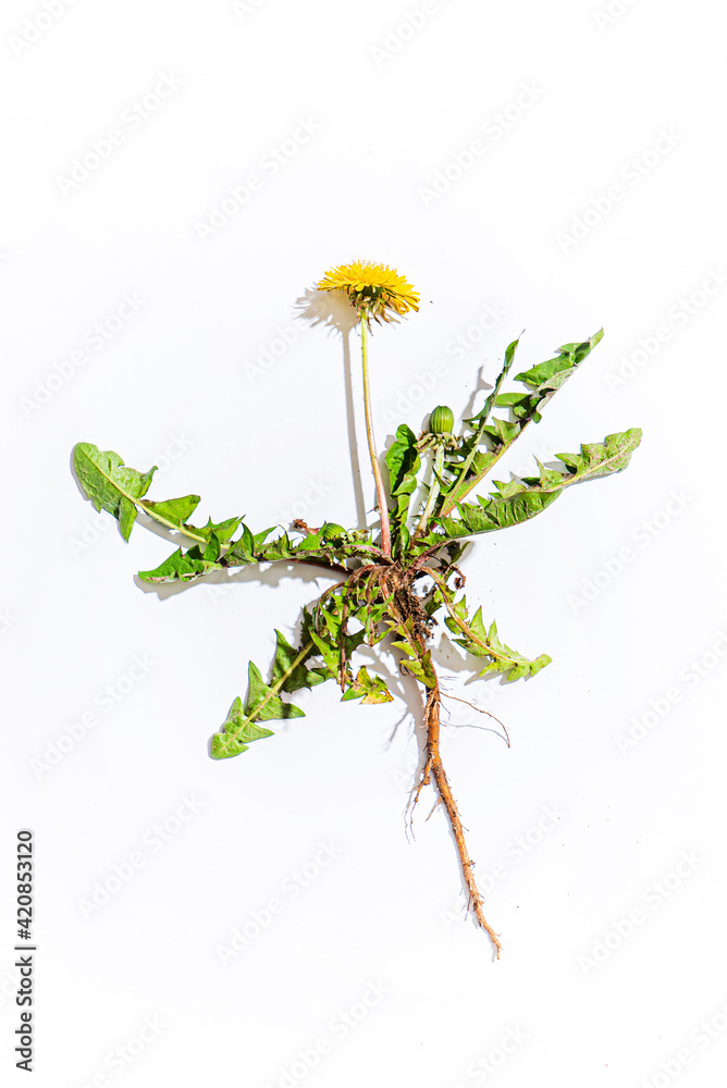 Obraz premium dandelion on the white background