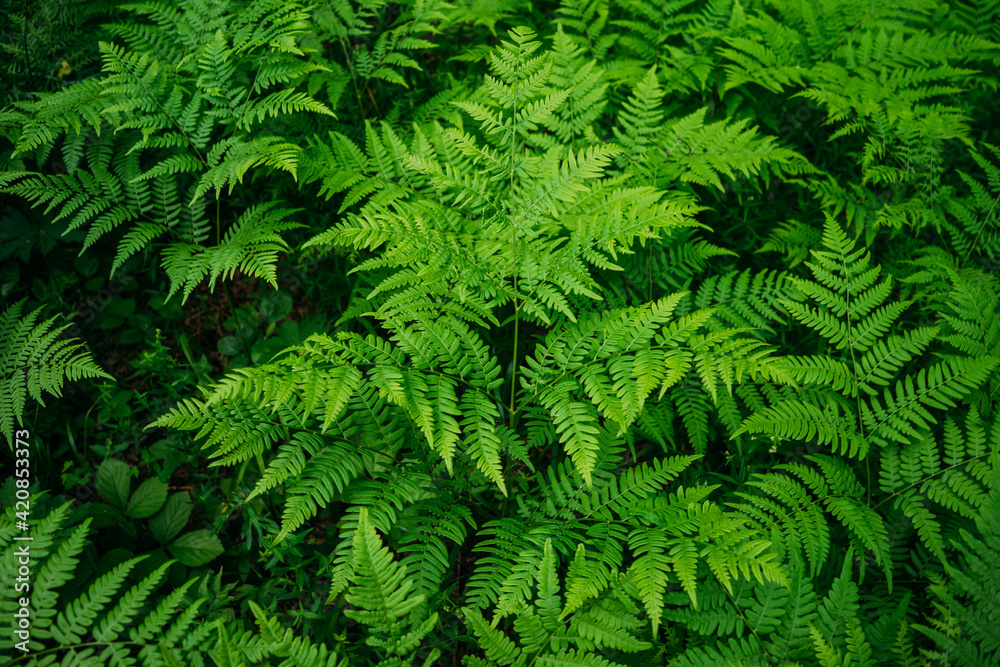 green dense grass in summer forest. View from above green dense grass in summer forest. View from above