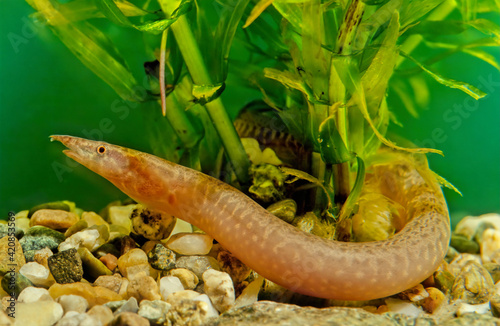 Zig-zag eel, Mastacembelus armatus photo