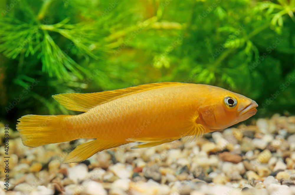 Neolamprologus leleupi Neolamprologus leleupi